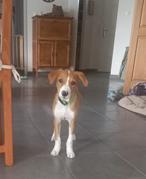 ZÉLIE, chiot femelle Berger Créole