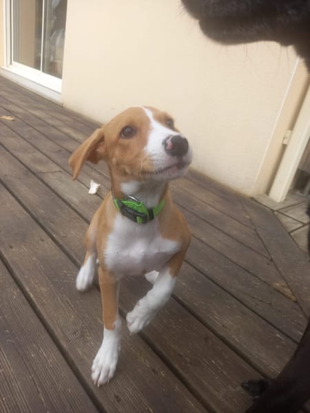 ZÉLIE, chiot femelle Berger Créole