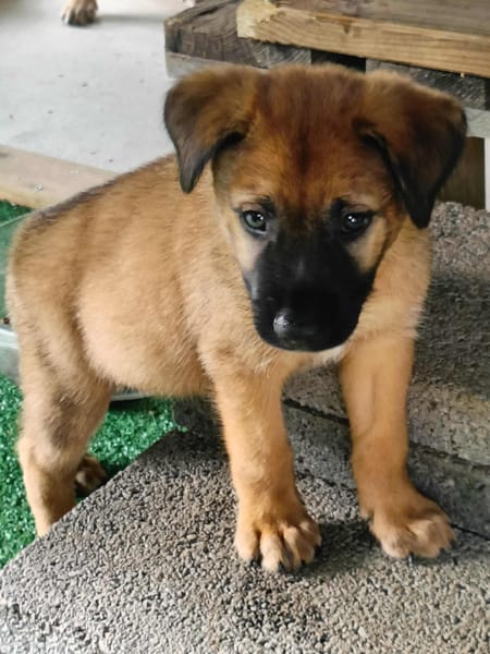 Robin, mâle croisé berger malinois, né le 10/08/2025 🐶