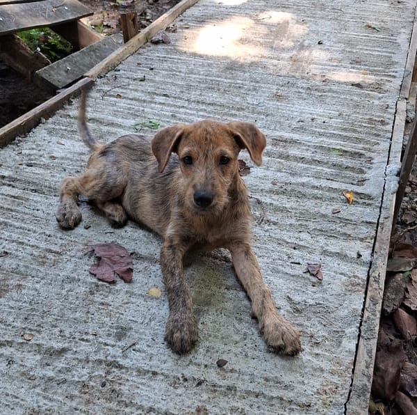 TEQUILA, chiot femelle croisée