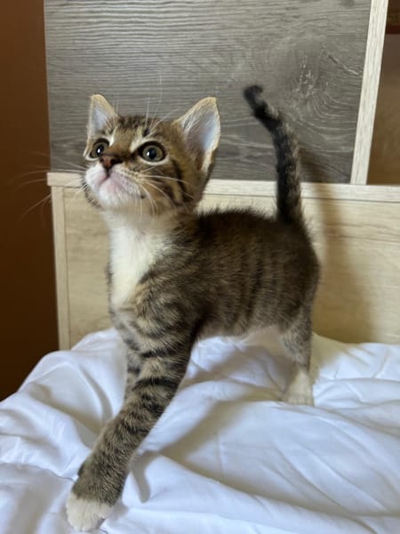 GRIZ, chaton mâle européen