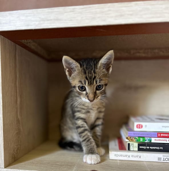 GRIZ, chaton mâle européen