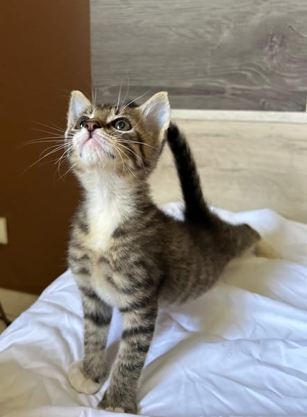 GRIZ, chaton mâle européen