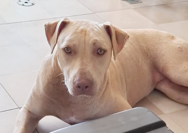 PHOENIX Croisée Labrador Femelle junior