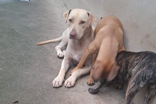 PHOENIX Croisée Labrador Femelle junior