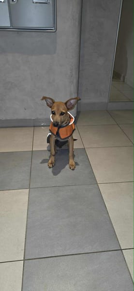 🐾 À L’ADOPTION – STORM, le petit timide au cœur tendre ! 🐾