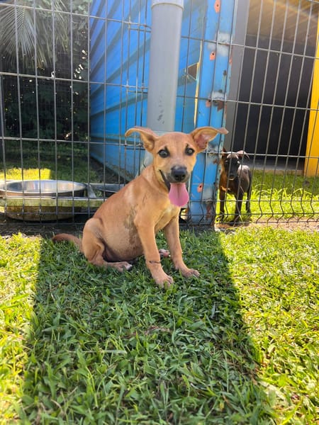 🐾 À L’ADOPTION – STORM, le petit timide au cœur tendre ! 🐾