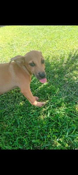 🐾 À L’ADOPTION – STORM, le petit timide au cœur tendre ! 🐾