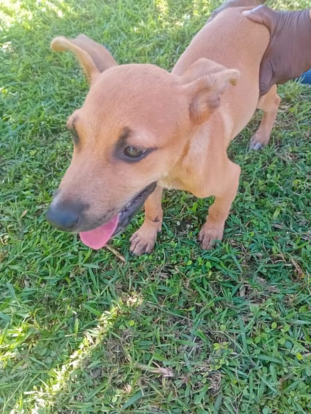 🐾 À L’ADOPTION – STORM, le petit timide au cœur tendre ! 🐾