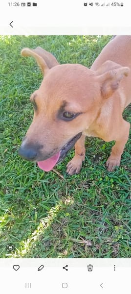 🐾 À L’ADOPTION – STORM, le petit timide au cœur tendre ! 🐾