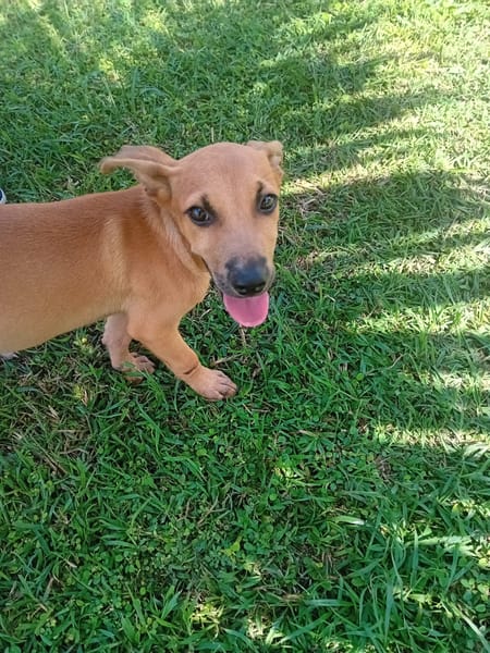 🐾 À L’ADOPTION – STORM, le petit timide au cœur tendre ! 🐾