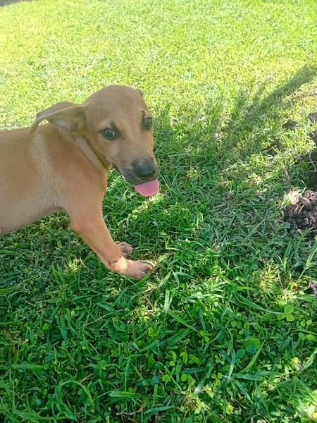 🐾 À L’ADOPTION – STORM, le petit timide au cœur tendre ! 🐾