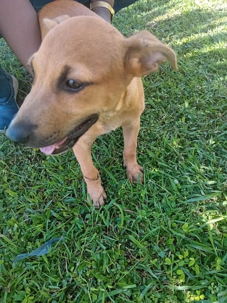 🐾 À L’ADOPTION – STORM, le petit timide au cœur tendre ! 🐾