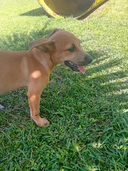 đŸ Ă LâADOPTION â STORM, le petit timide au cĆur tendre ! đŸ