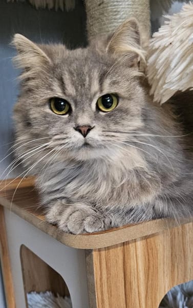 Mia