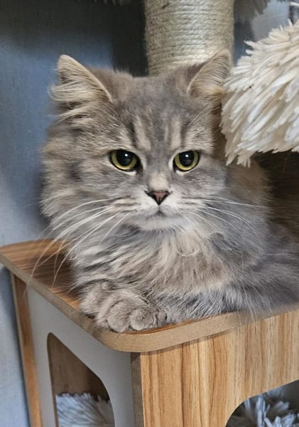 Mia