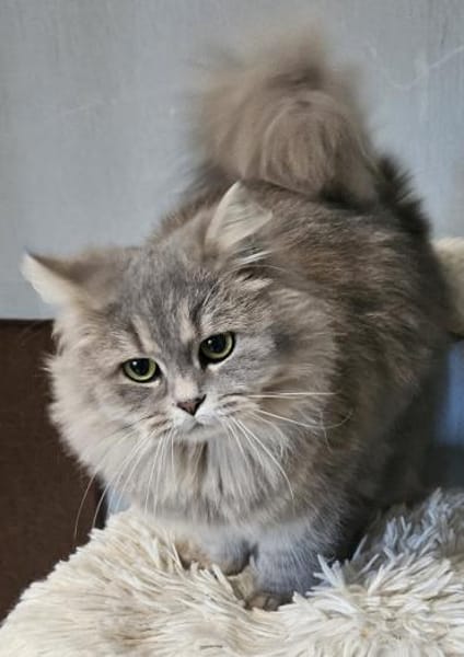 Mia
