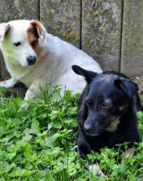 Flecki & Yumi 💗 in 19336 Groß Lüben