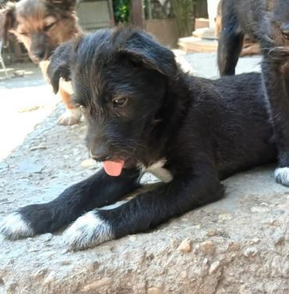 Carol möchte reisen