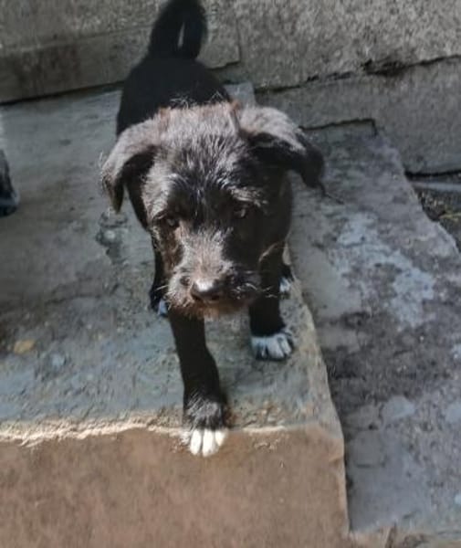 Carol möchte reisen