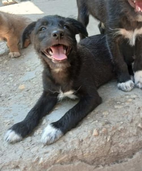 Carol möchte reisen