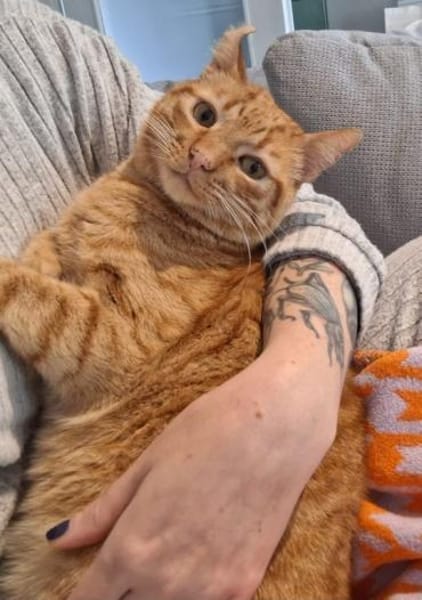 Garfield: gesellig intelligent verspielt