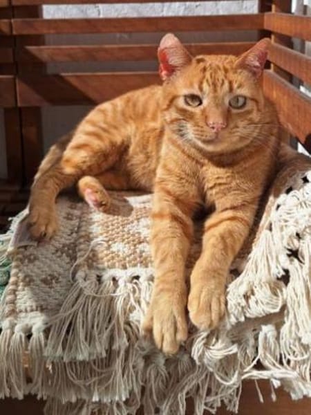 Garfield: gesellig intelligent verspielt