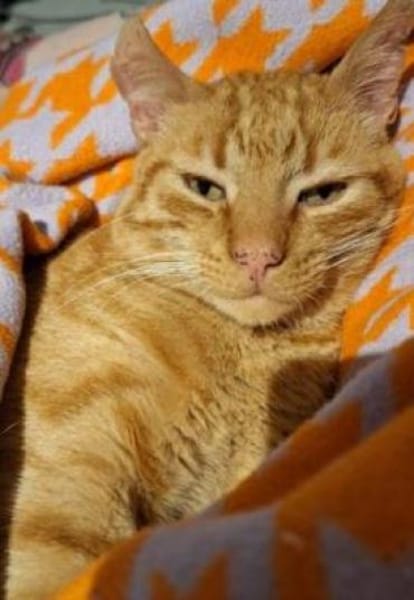 Garfield: gesellig intelligent verspielt