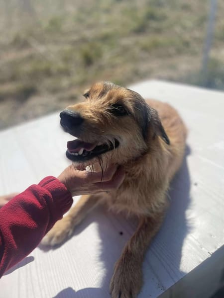 Chester, kleiner Hundemann ganz groß