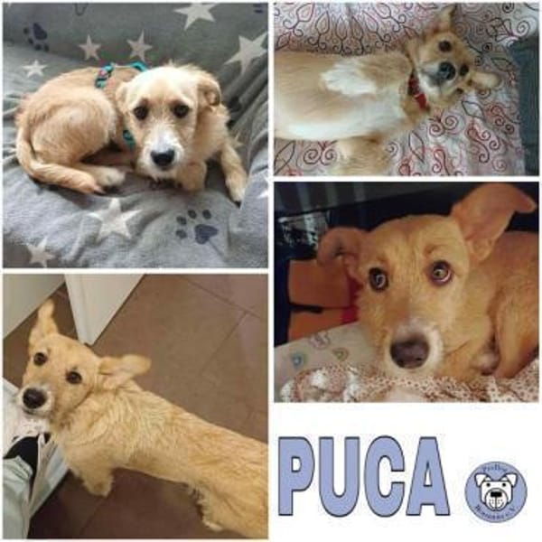 PUCA -lebensfroh, verspielt & anhänglich