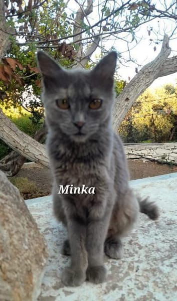 Mama Minka sucht Zuhause