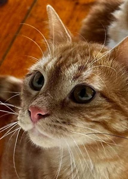 Max der kleine Abenteurer!