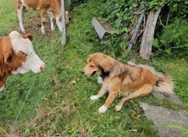 Cliff sucht -seinen Partner-