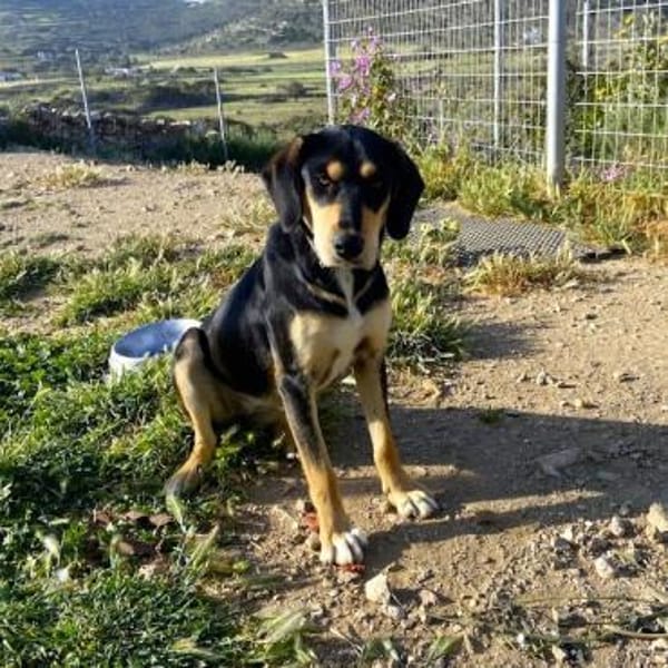 Liebe Soula sucht liebevolles Zuhause