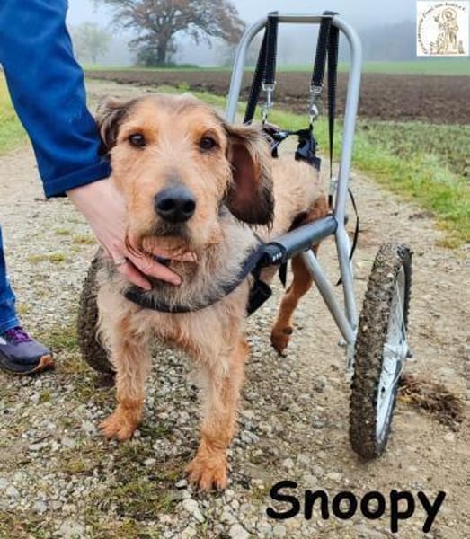 Rollt Snoopy ins Hundeglück?