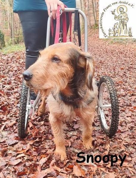 Rollt Snoopy ins Hundeglück?