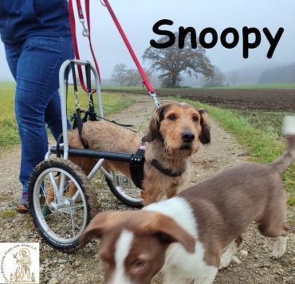 Rollt Snoopy ins Hundeglück?