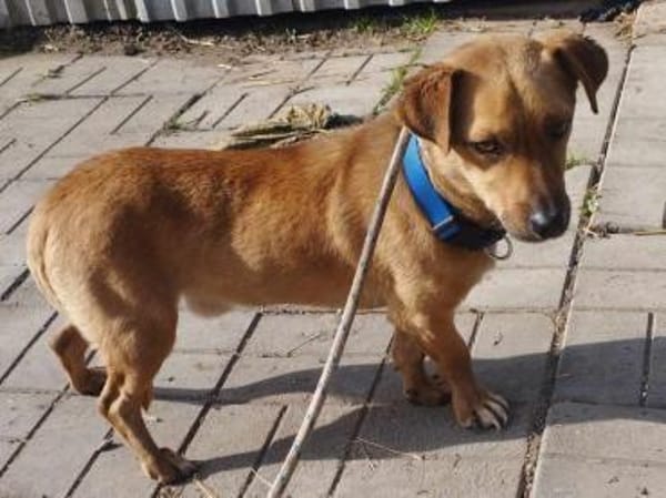 Morzi möchte endlich geliebt werden