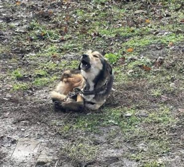 Thomas hatte ein schlimmes Schicksal