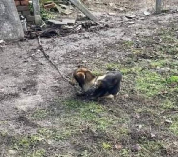 Thomas hatte ein schlimmes Schicksal