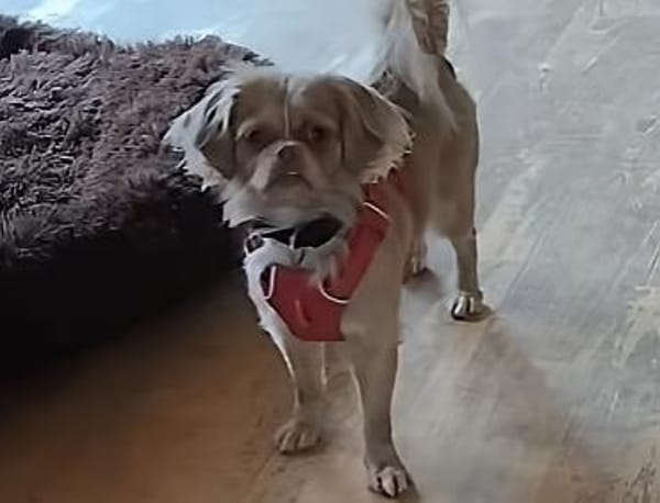 Chleo durfte nicht bleiben