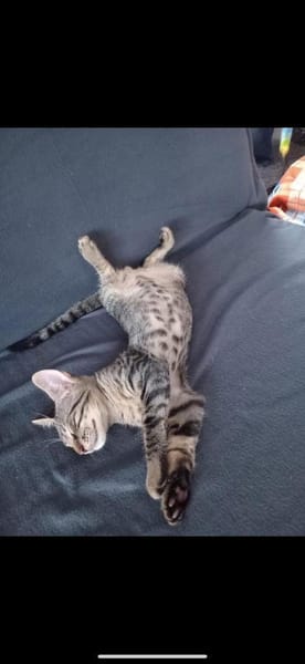 💙 Louis sucht sein Für-Immer-Zuhause 🐾