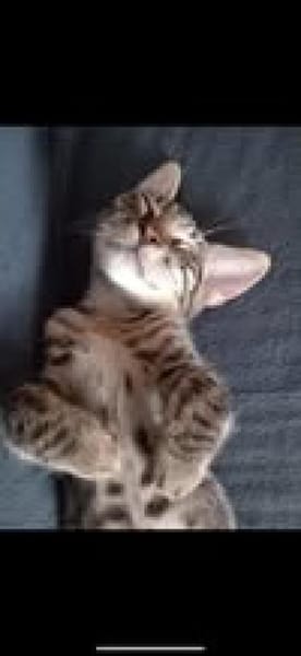 💙 Louis sucht sein Für-Immer-Zuhause 🐾