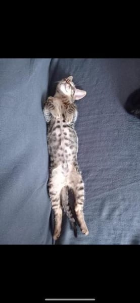 💙 Louis sucht sein Für-Immer-Zuhause 🐾