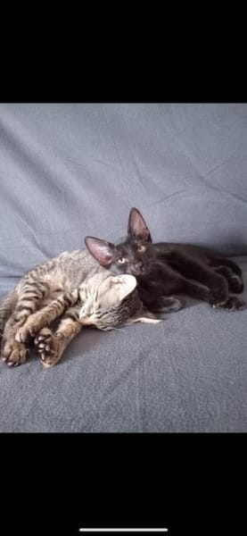 💙 Louis sucht sein Für-Immer-Zuhause 🐾
