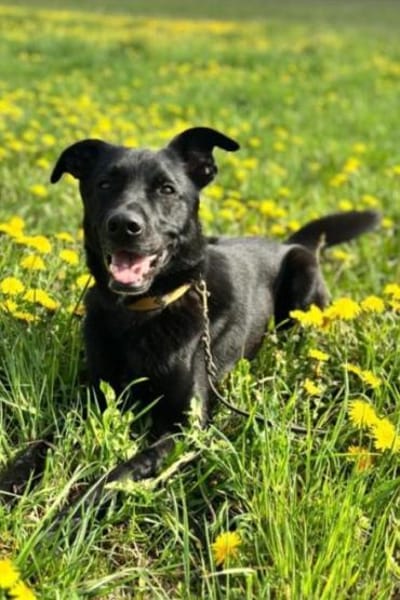 FIETE sucht ein neues Zuhause