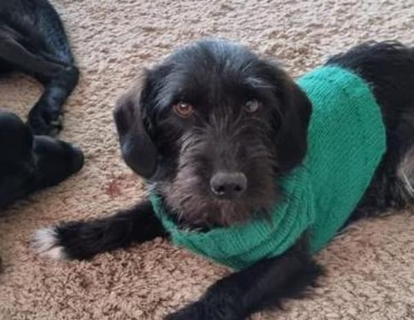 Zuhause gesucht für Mino 🐾