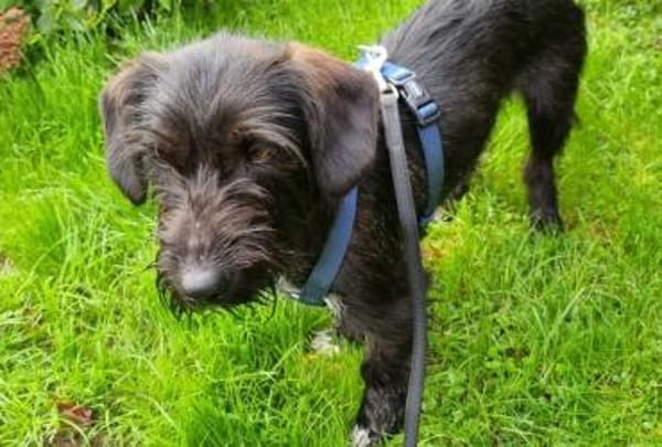 Zuhause gesucht für Mino 🐾