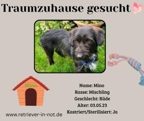 Zuhause gesucht für Mino 🐾