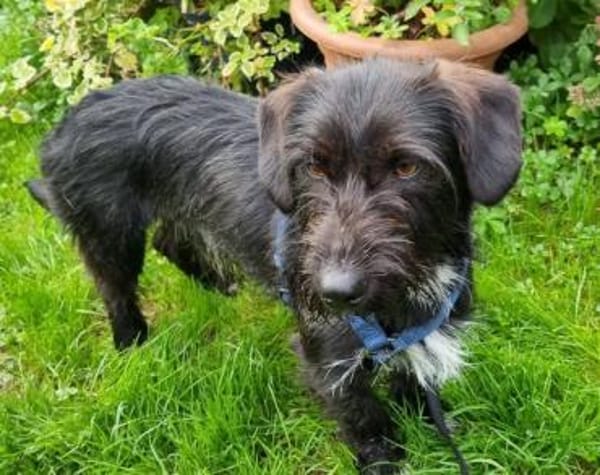 Zuhause gesucht für Mino 🐾